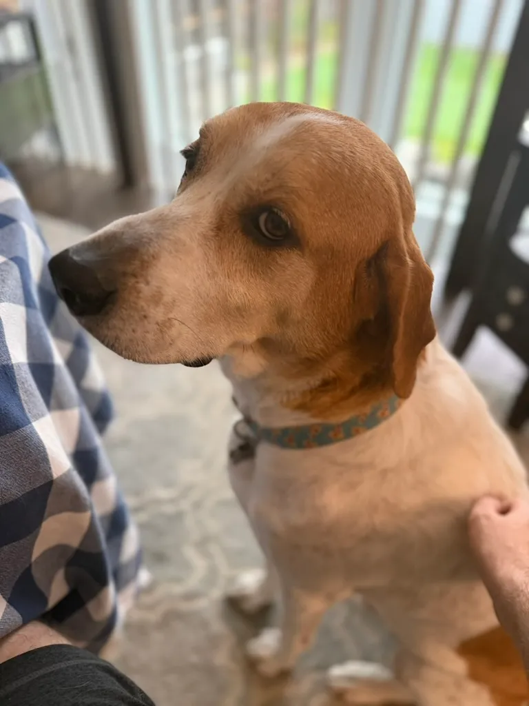 Huckleberry, a golden and white Great Pyrenees/hound mix